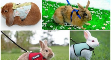 Typy postrojů pro králíky a jak si je vyrobit sami, jak chodit